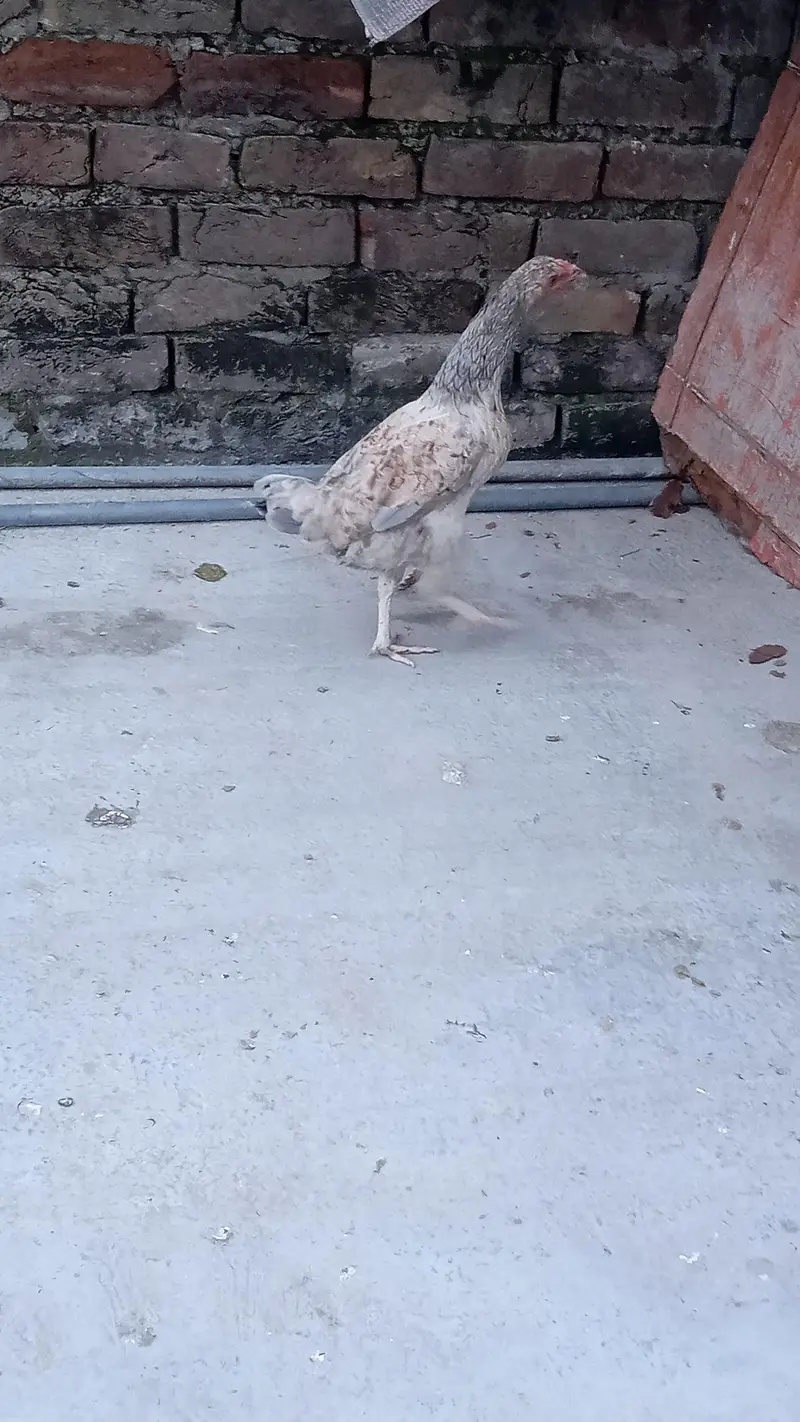 Desii Murgiaan. Egg laying hens — photo 2