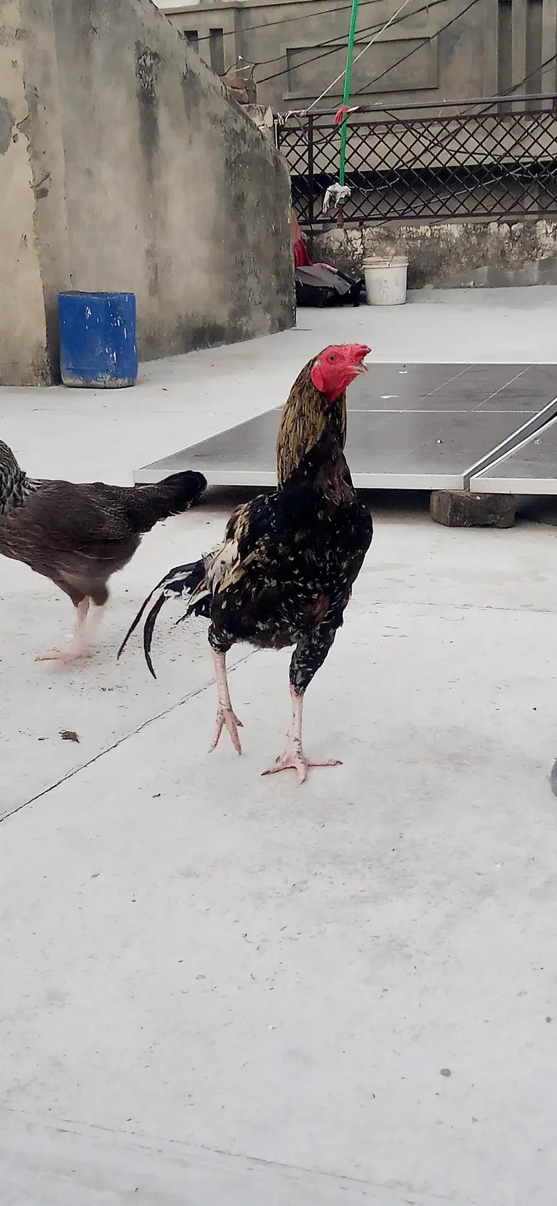 Desii Murgiaan. Egg laying hens — photo 3
