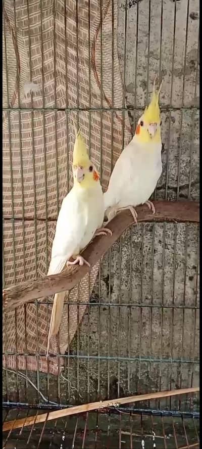 cocktail pair bredaar pair ha best Quality