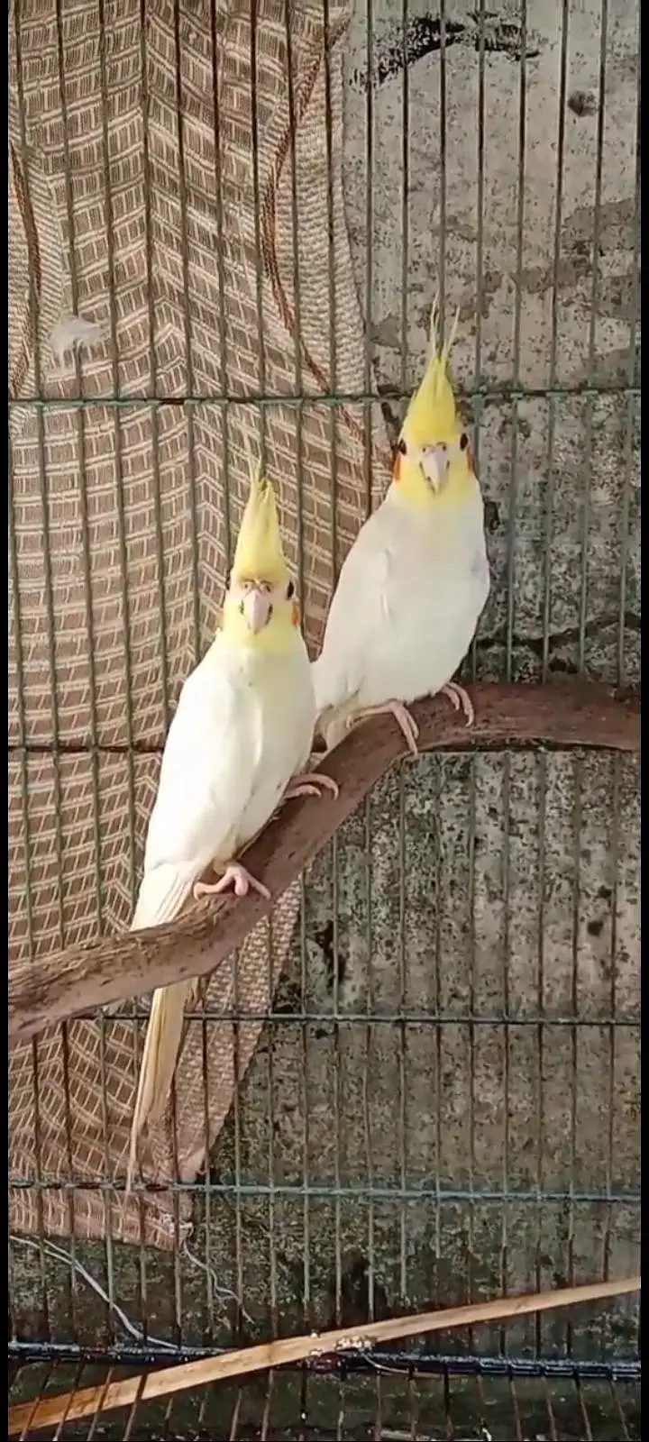 cocktail pair bredaar pair ha best Quality — photo 2