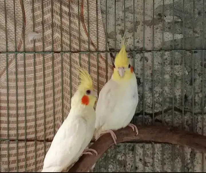 cocktail pair bredaar pair ha best Quality — photo 3
