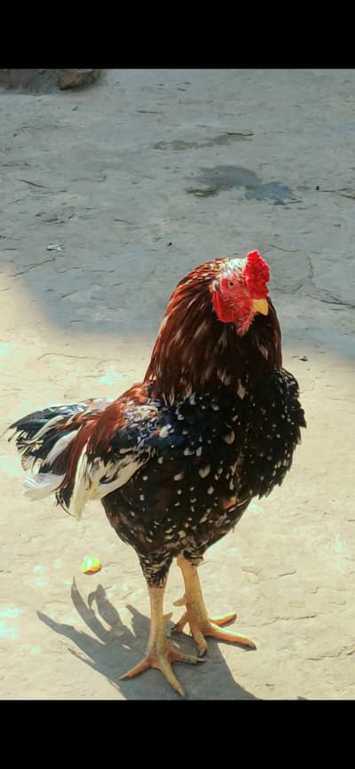 mianwali Aseel murgha and top quality madi full breeder