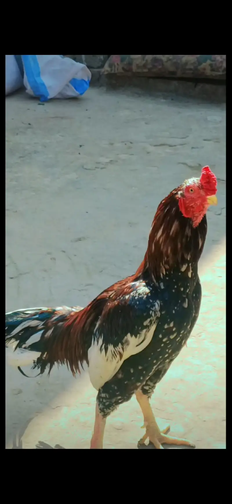 mianwali Aseel murgha and top quality madi full breeder — photo 2