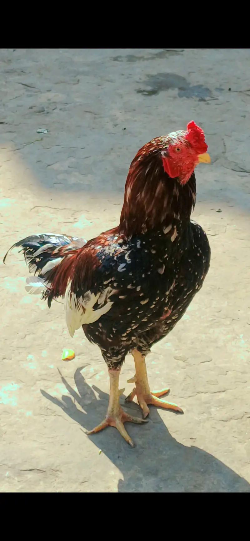mianwali Aseel murgha and top quality madi full breeder — photo 3