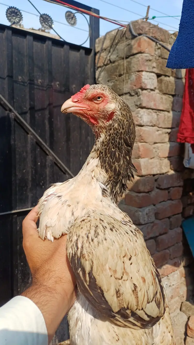 mianwali Aseel murgha and top quality madi full breeder — photo 4