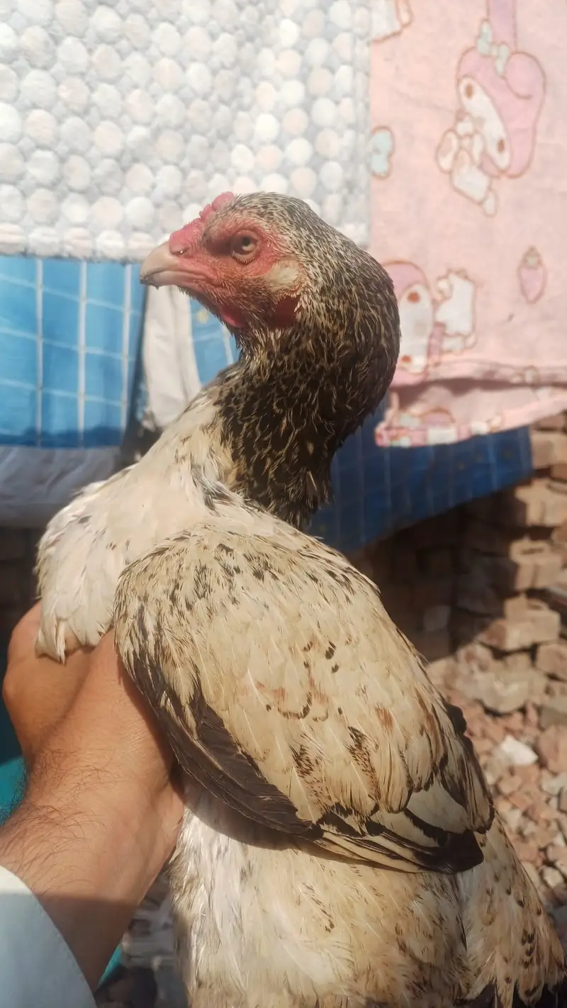 mianwali Aseel murgha and top quality madi full breeder — photo 5