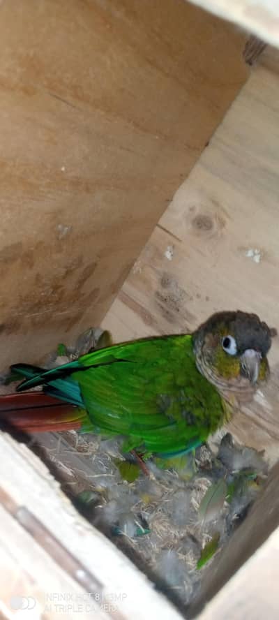Conure parrot, cocktail breeder pair