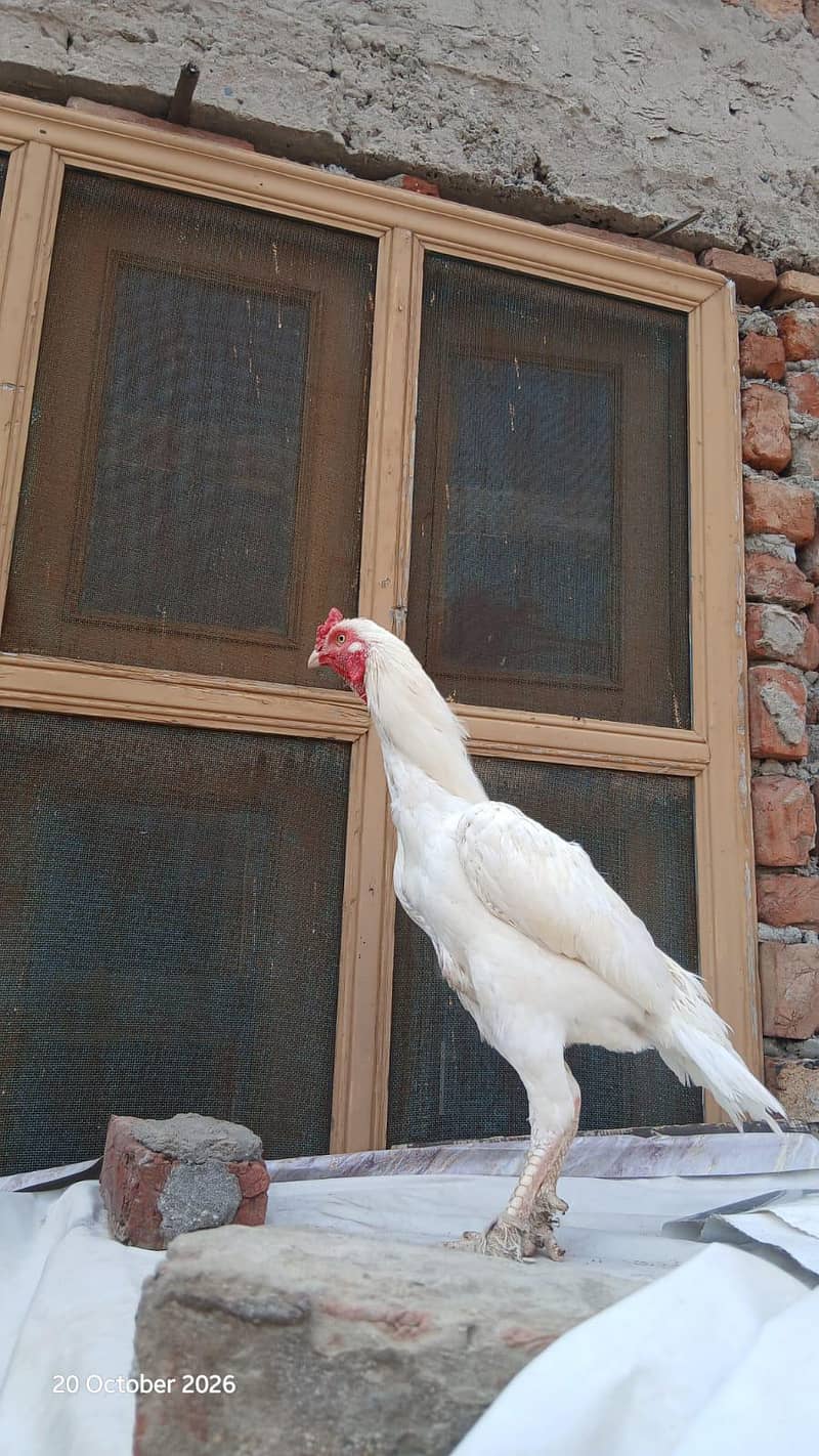 Heera breeder 0