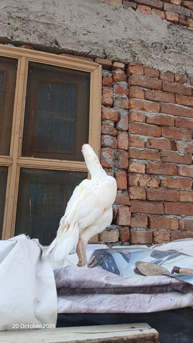 Heera breeder 1