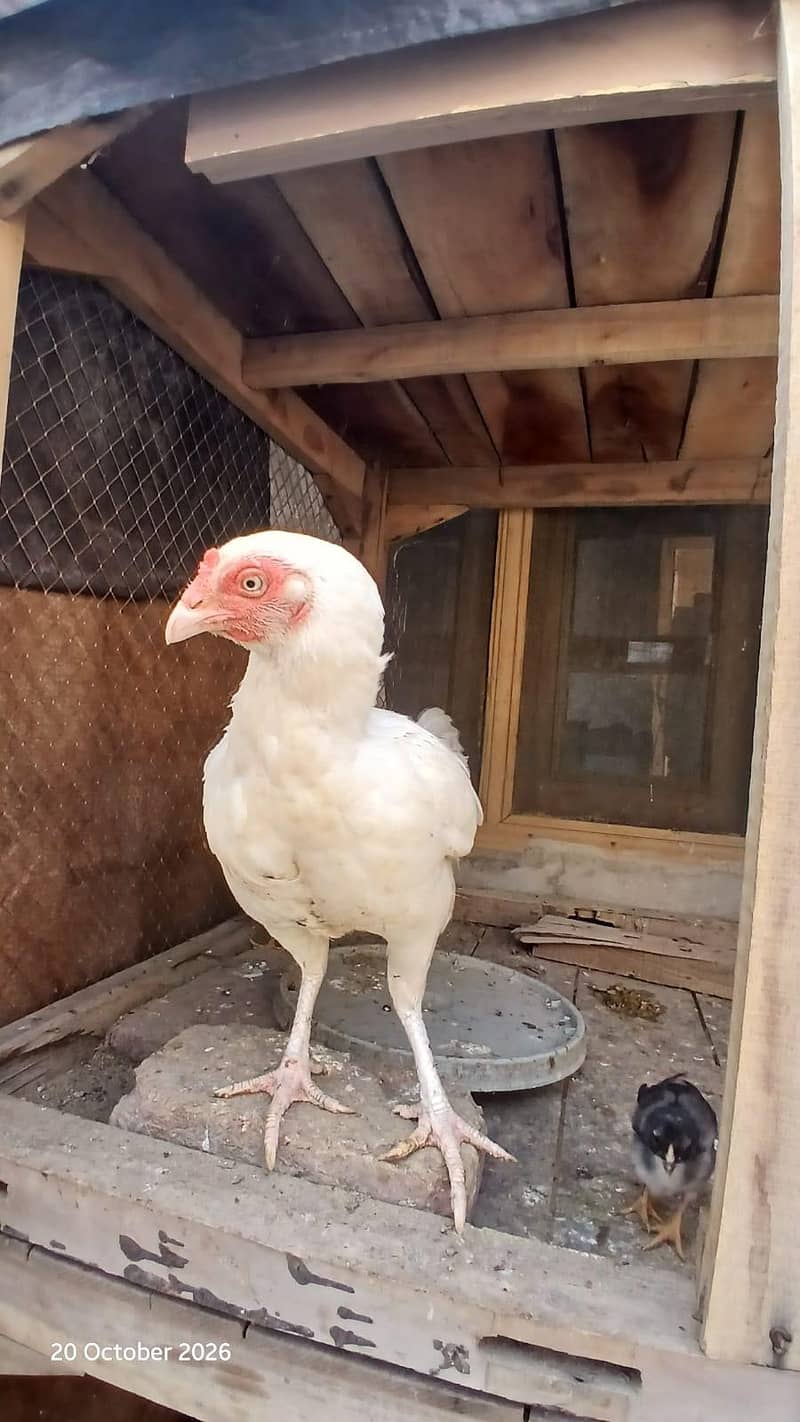 Heera breeder 2