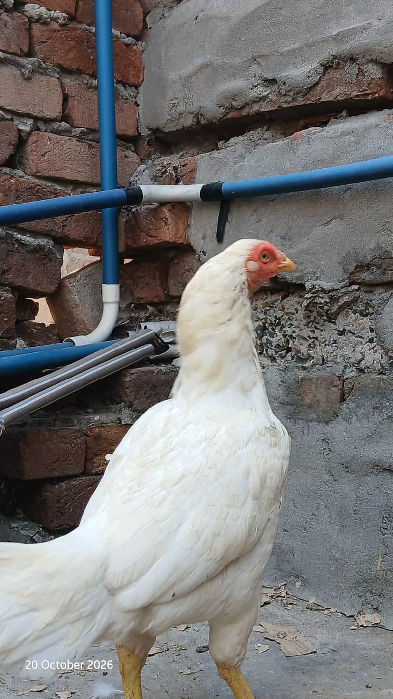 Heera breeder 3
