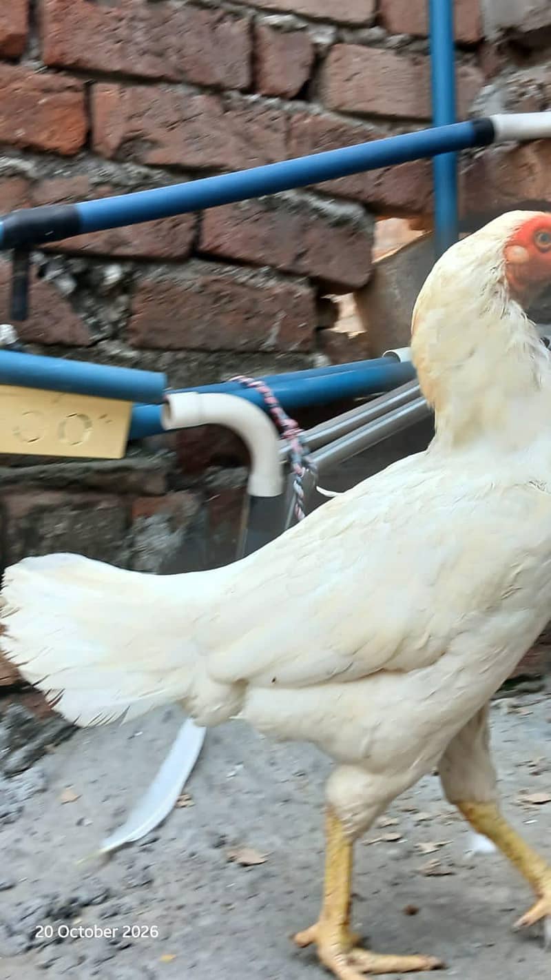 Heera breeder 4