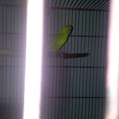 nail tale fly all ok bird ha fellow