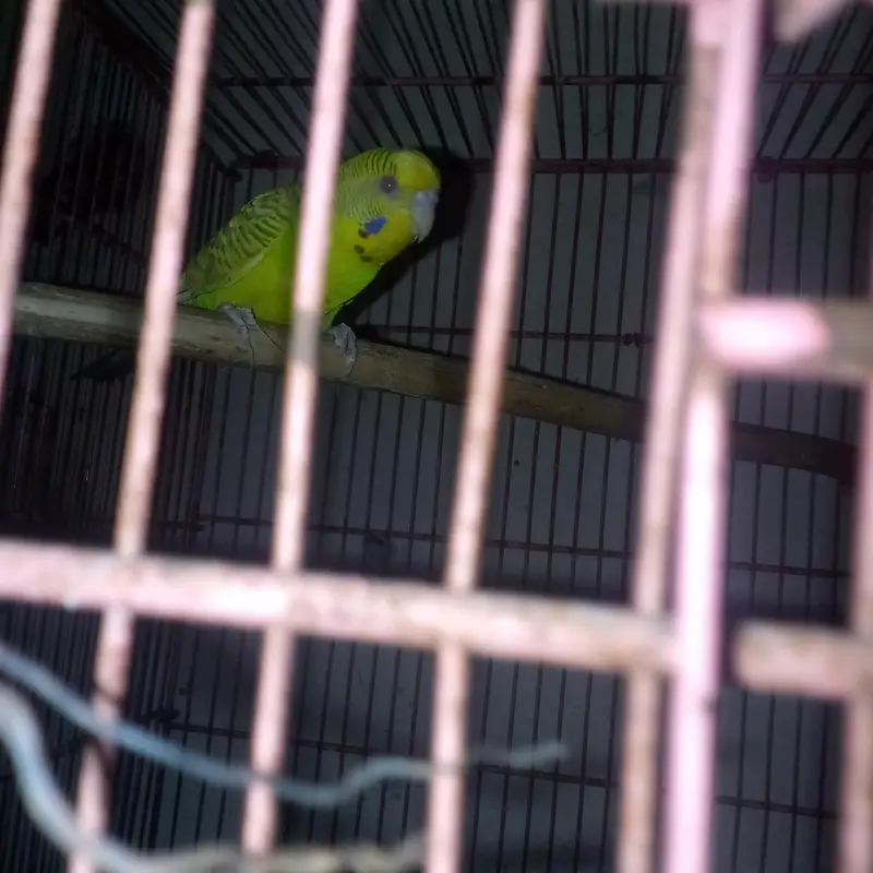 nail tale fly all ok bird ha fellow — photo 2