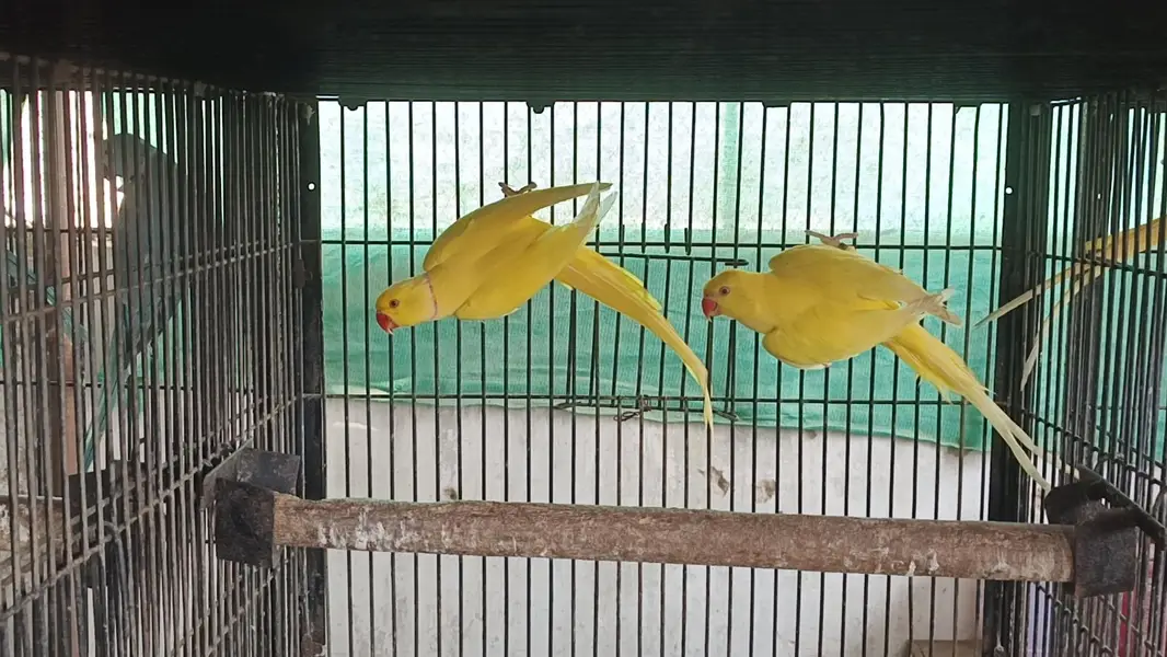 yellow white sunconure — photo 6