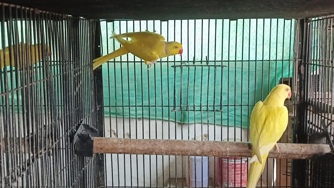 yellow white sunconure — photo 7