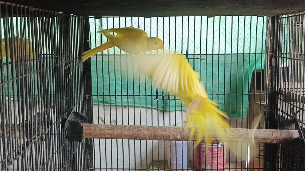 yellow white sunconure — photo 8