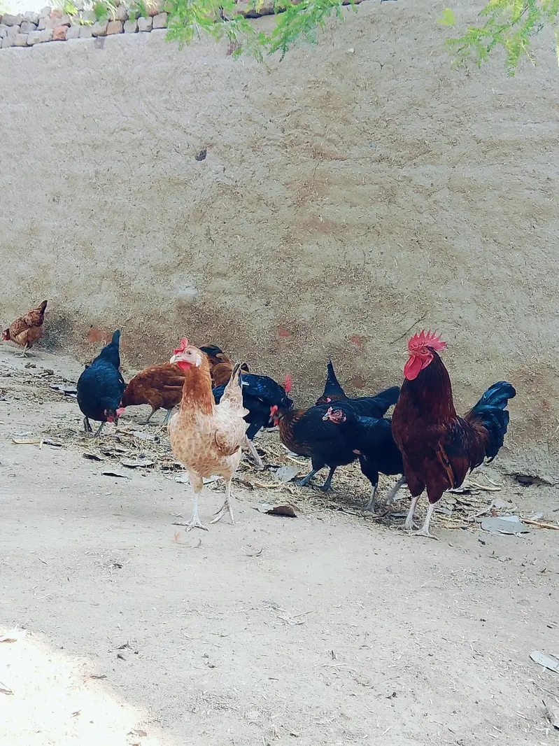 contact 03219248458 my WhatsApp number — photo 3