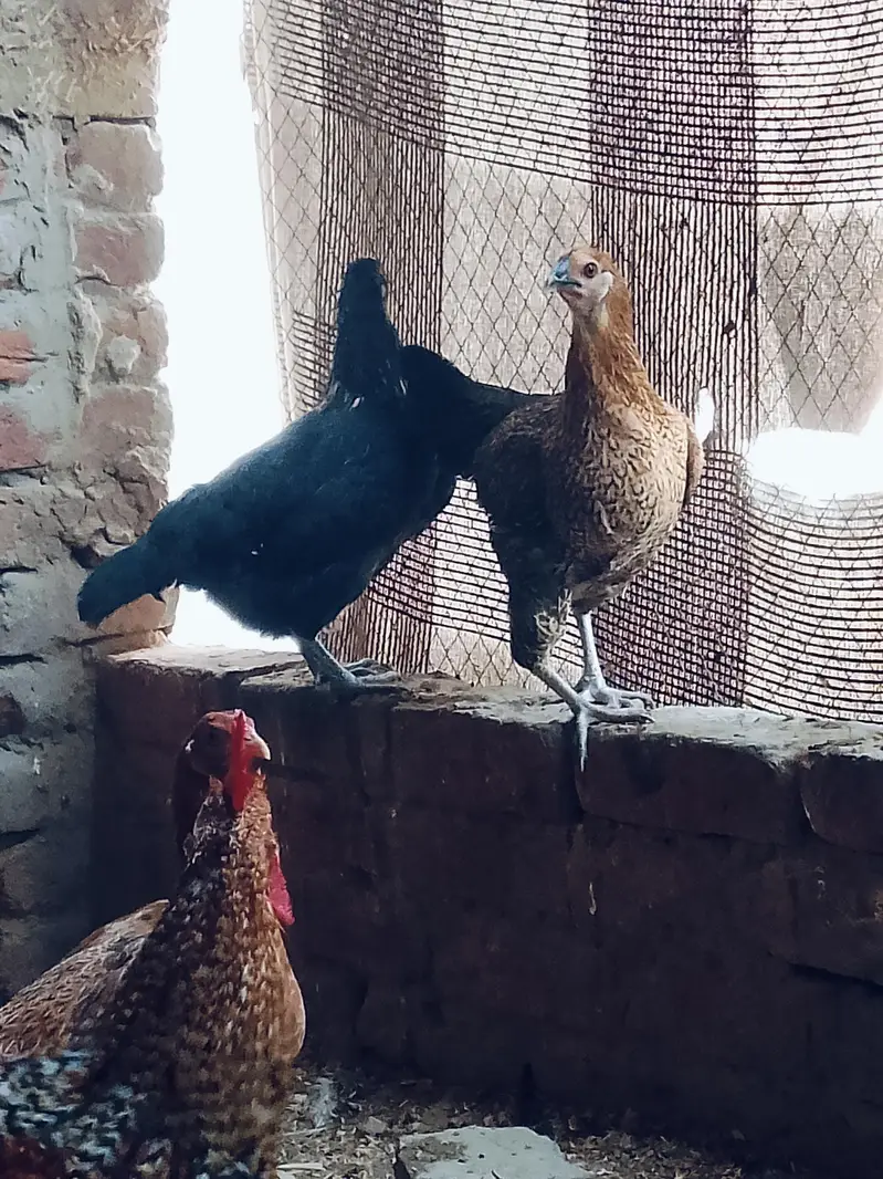 contact 03219248458 my WhatsApp number — photo 4