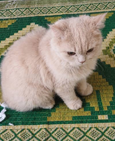 Persian Male Cat for Sale 
