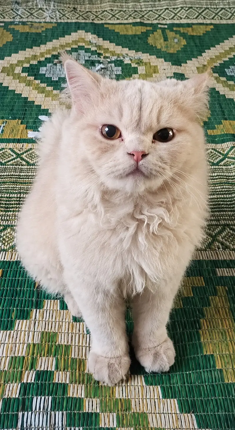 Persian Male Cat for Sale  — photo 2