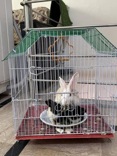 Rabbits for sale