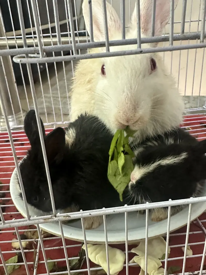 Rabbits for sale — photo 2