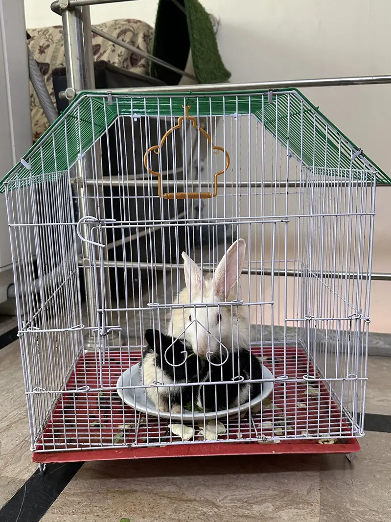 Rabbits for sale — photo 4