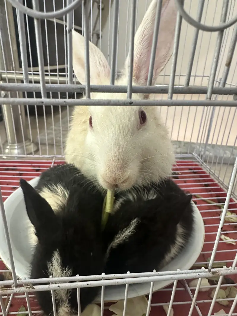 Rabbits for sale — photo 6