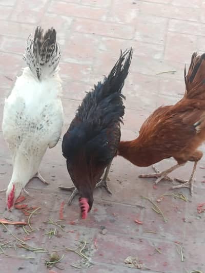 3 birds one hen and 2 cock