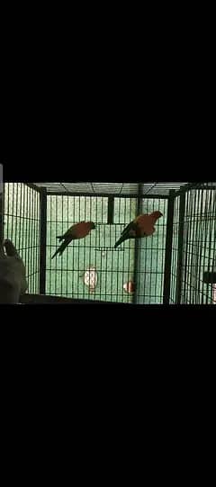 yellow white sunconure