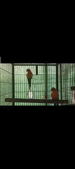 yellow white sunconure — photo 3