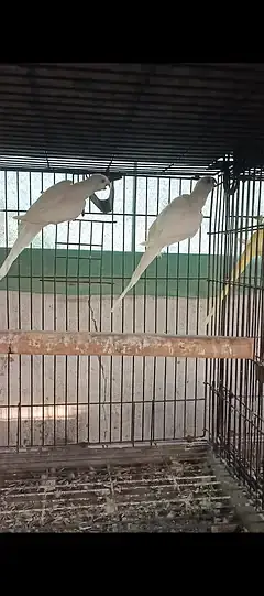 yellow white sunconure — photo 4