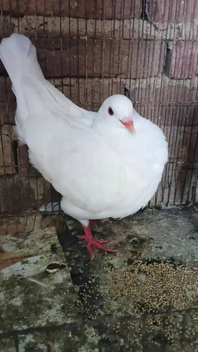fancy pigeon Rawalpindi
