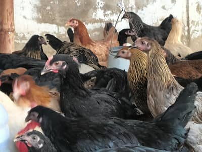 Golden misri eggs 20%