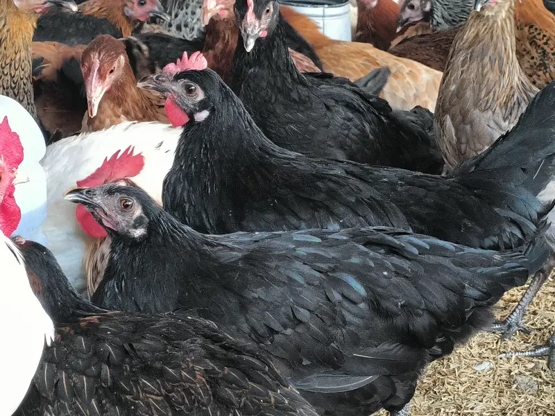 Golden misri eggs 20% — photo 3