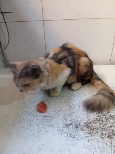 cat for sell