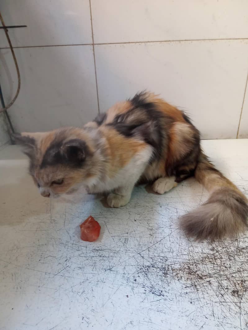 cat for sell 0