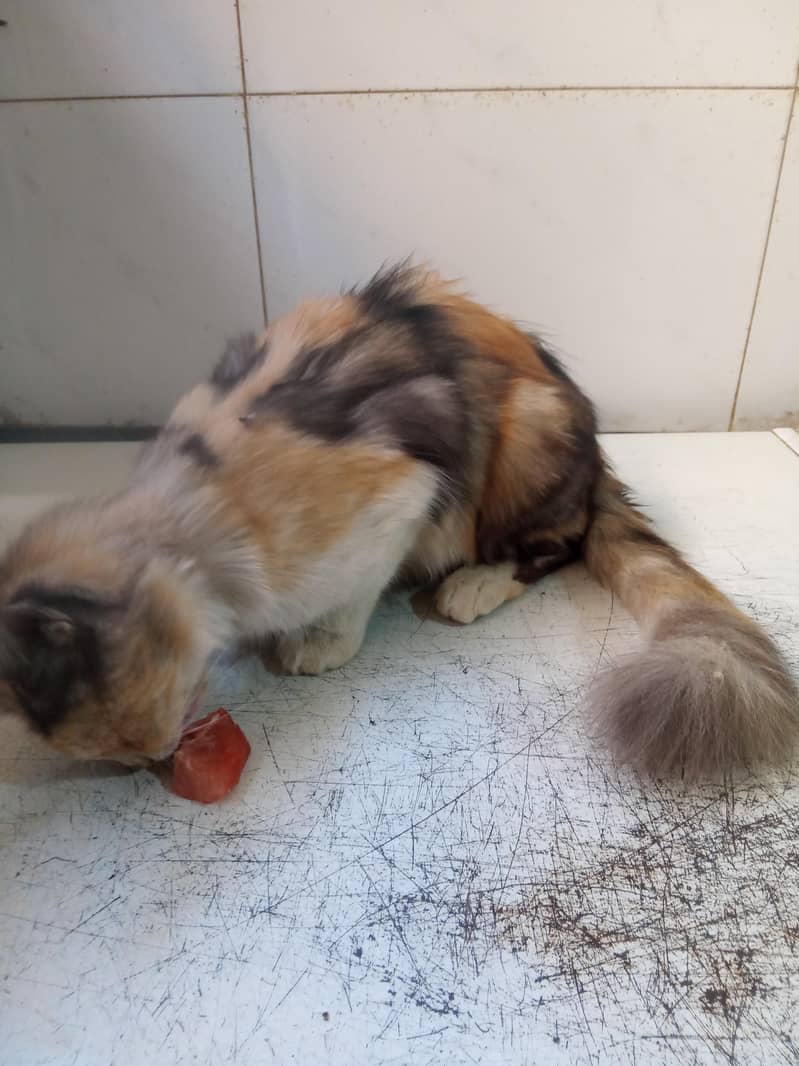 cat for sell 1
