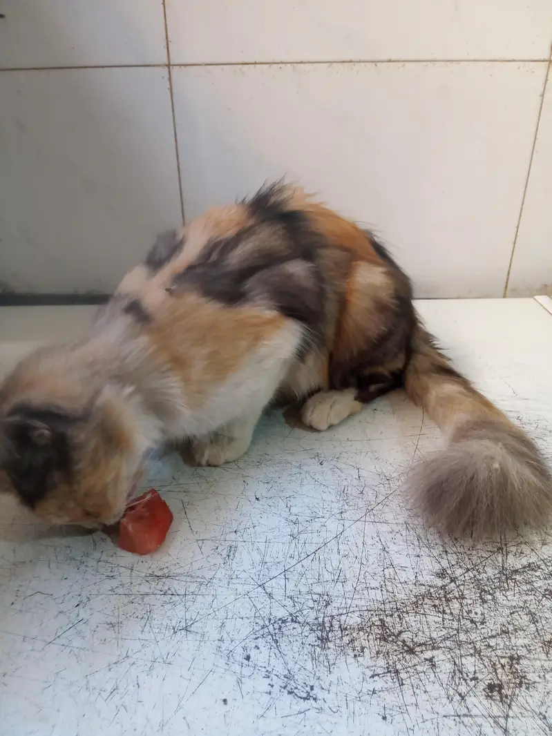 cat for sell — photo 2