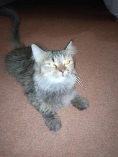 RUSSIAN CAT FOR SALE