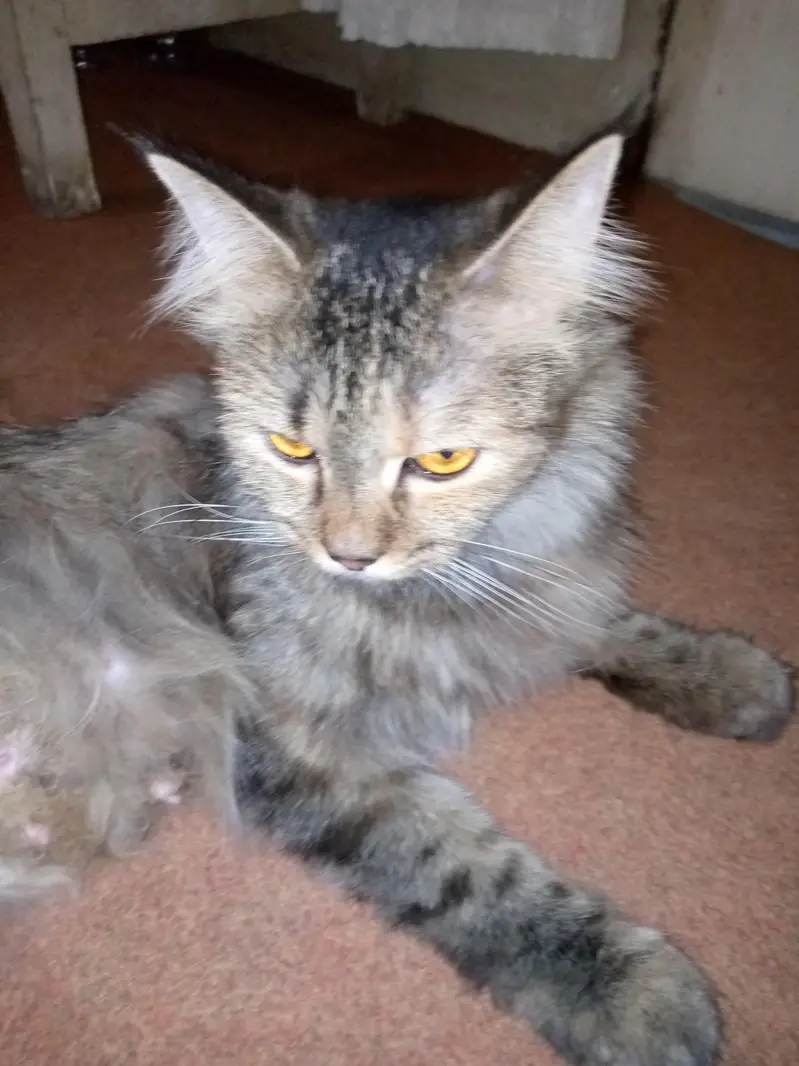 RUSSIAN CAT FOR SALE — photo 2