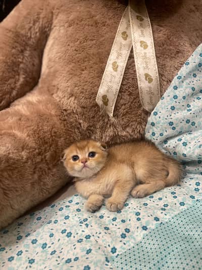 Quality Scotish Fold Kittens -  Imported Kittens - Pure Breed