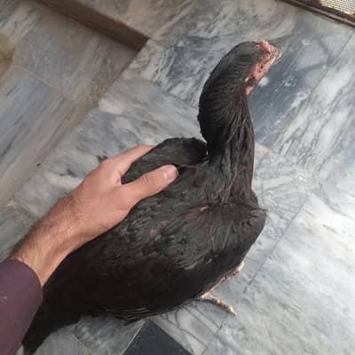 Mianwali Aseel full pure