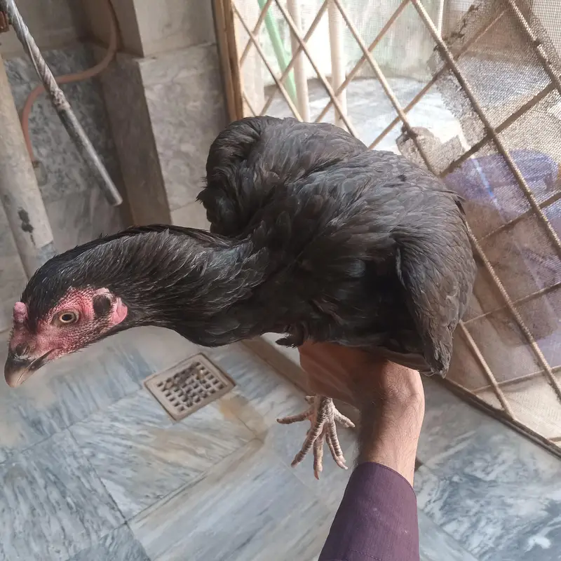 Mianwali Aseel full pure — photo 2