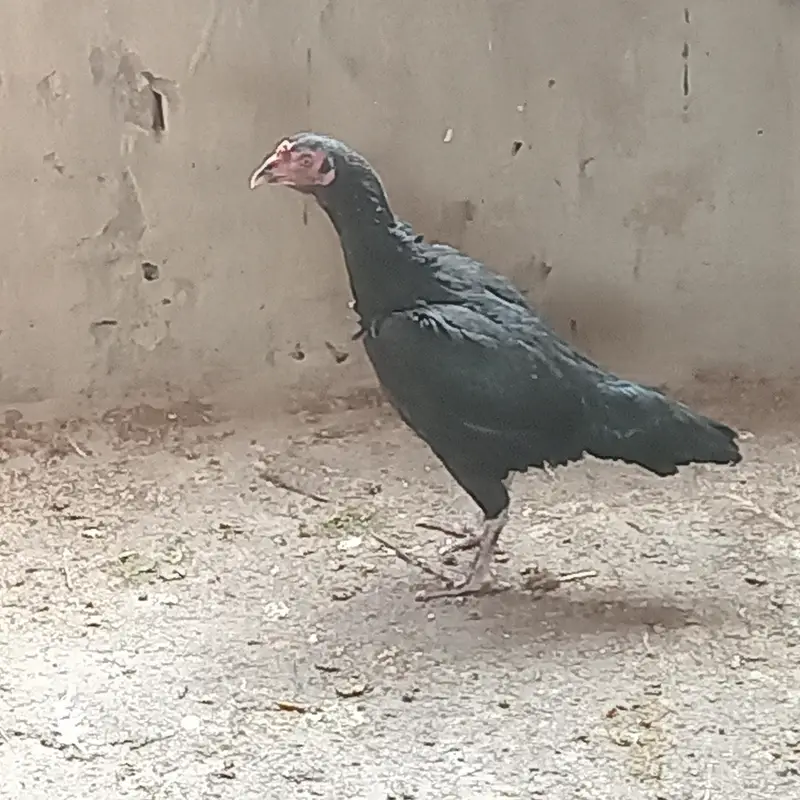 Mianwali Aseel full pure — photo 3