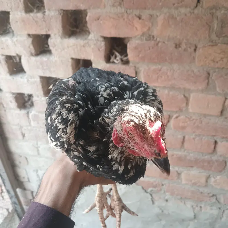 Mianwali Aseel full pure — photo 4