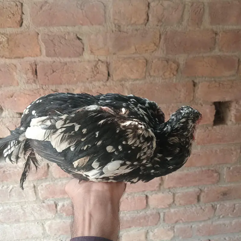 Mianwali Aseel full pure — photo 5