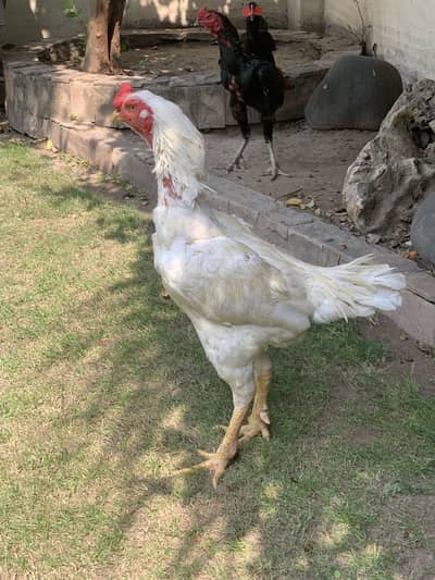 Argent sale Aseel heera murga