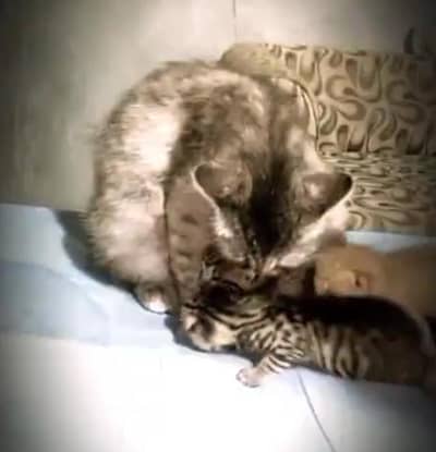 brown Russian rare cat